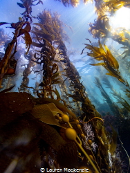 Anacapa, Channel Islands, California. Giant Kelp and a su... by Lauren Mackenzie 